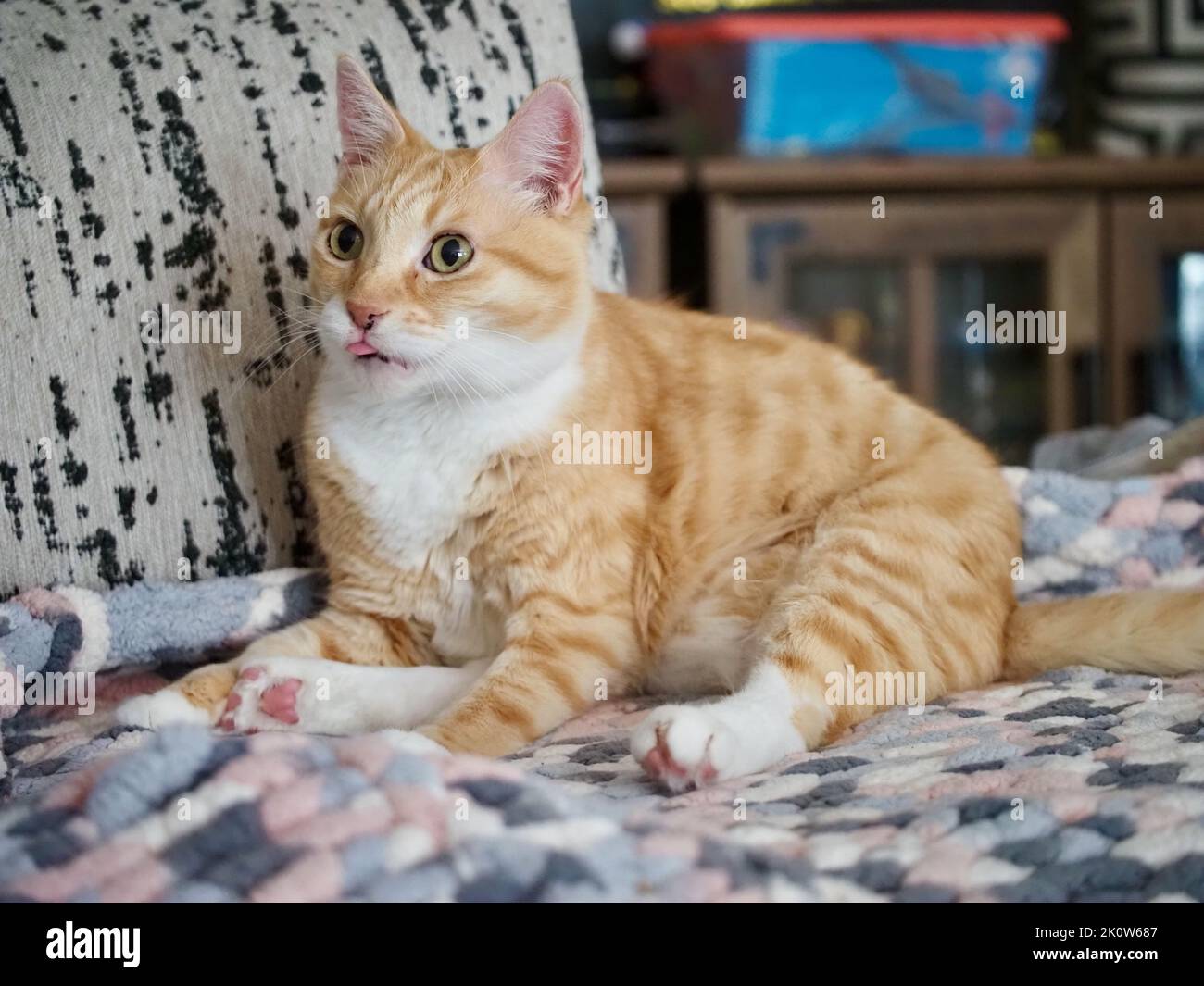 Mika il tabby arancione che si aggreda sul divano Foto Stock