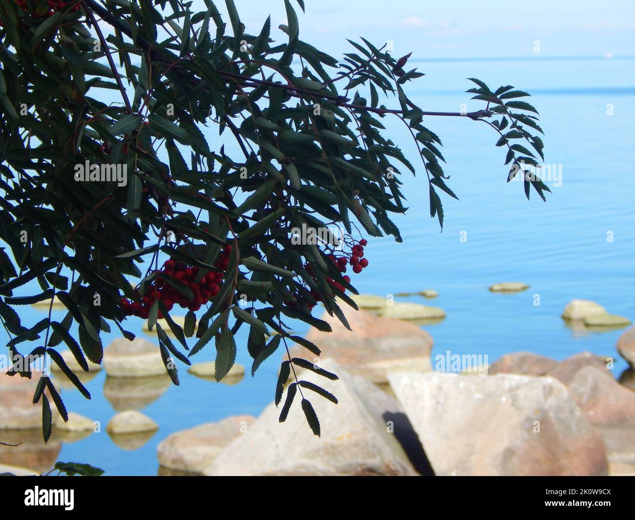 Un albero di cenere di montagna rami con scogliere sul mare sullo sfondo Foto Stock