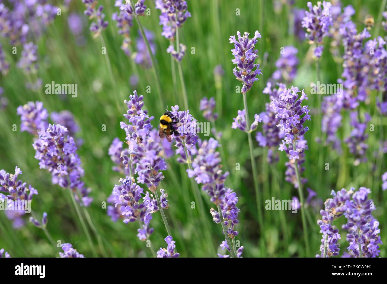 Bumblebee impollinatore insetto volare sopra fragranti fiori di lavanda in estate Foto Stock