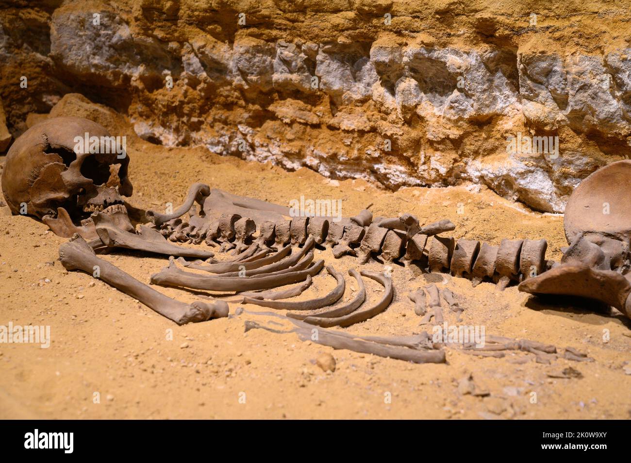 L'uomo Loschbour (anche uomo Loschbur) - uno scheletro di Homo sapiens del Mesolitico europeo scoperto nel 1935 a Mullerthal, Lussemburgo. Foto Stock