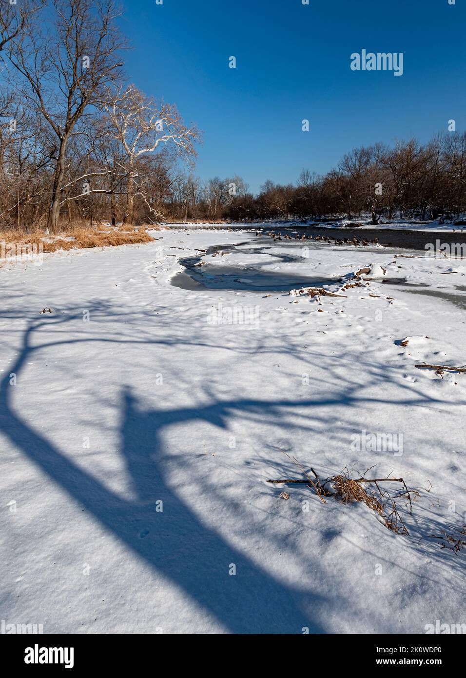 Un'ombra d'albero indica l'acqua aperta del fiume DuPage dove le oche si riuniscono mentre una grande sabbia di Sycamore custodisca in un'ansa del fiume, Hammel Woods Foto Stock