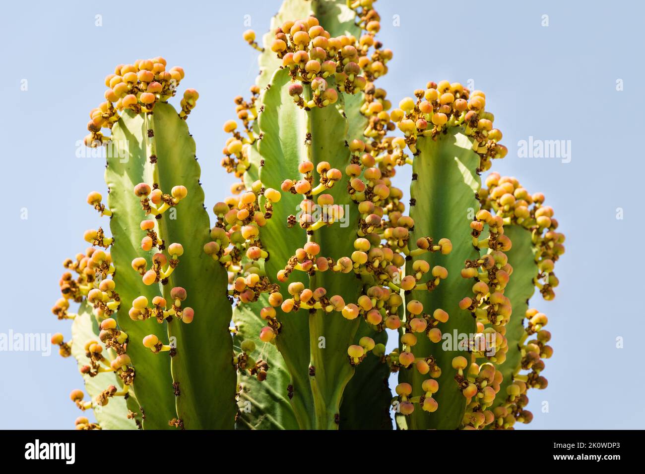 Euphorbia ingens, albero di Candelabra, con frutta Foto Stock