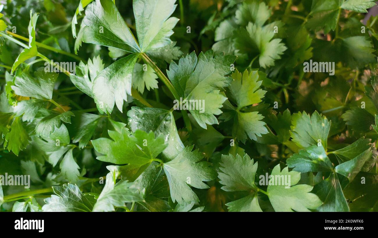Un primo piano di foglie di prezzemolo Foto Stock