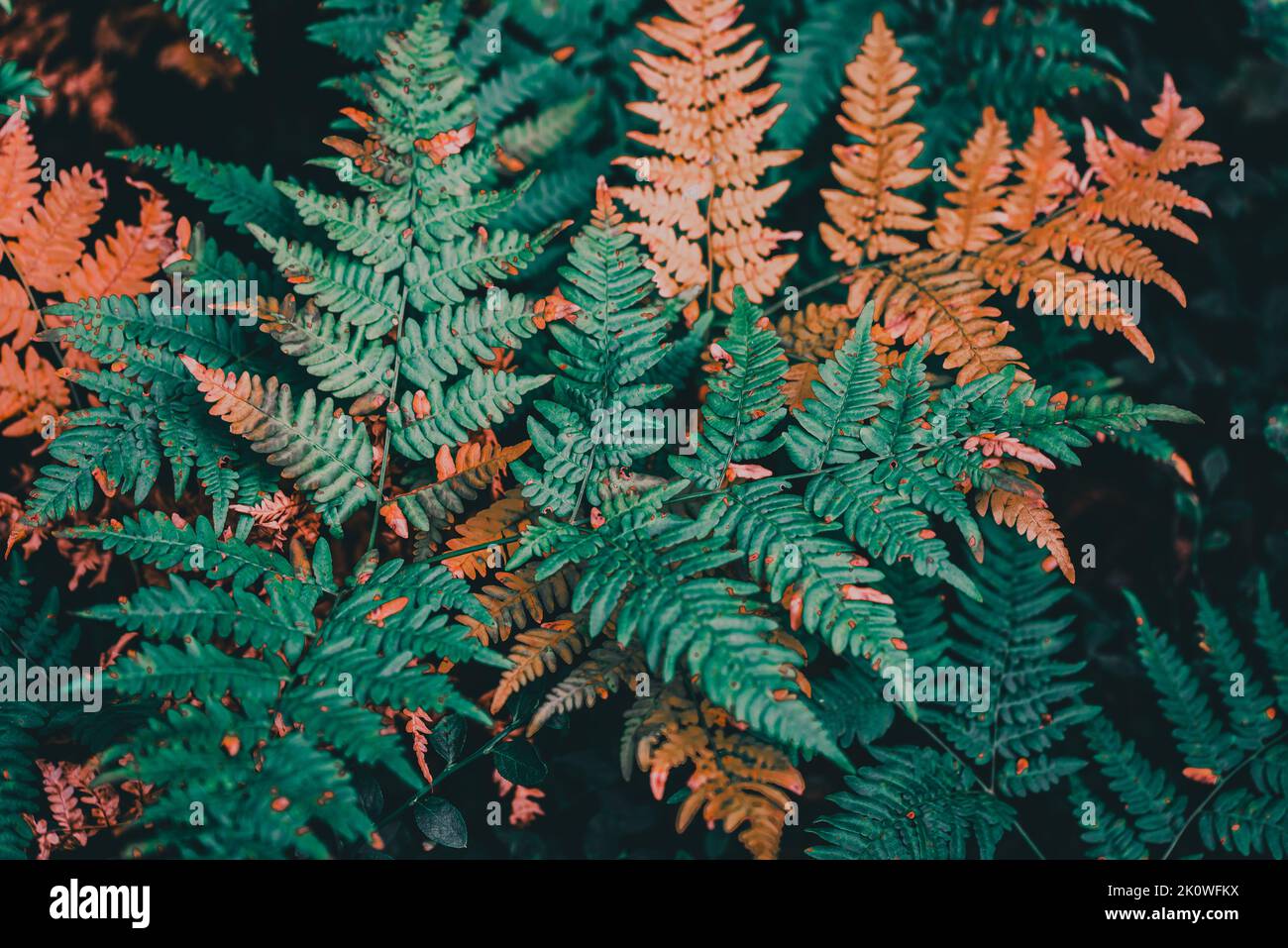 Una felce è un membro di un gruppo di piante vascolari (piante con xilema e floema) che si riproducono attraverso spore e non hanno né semi né fiori. Foto Stock