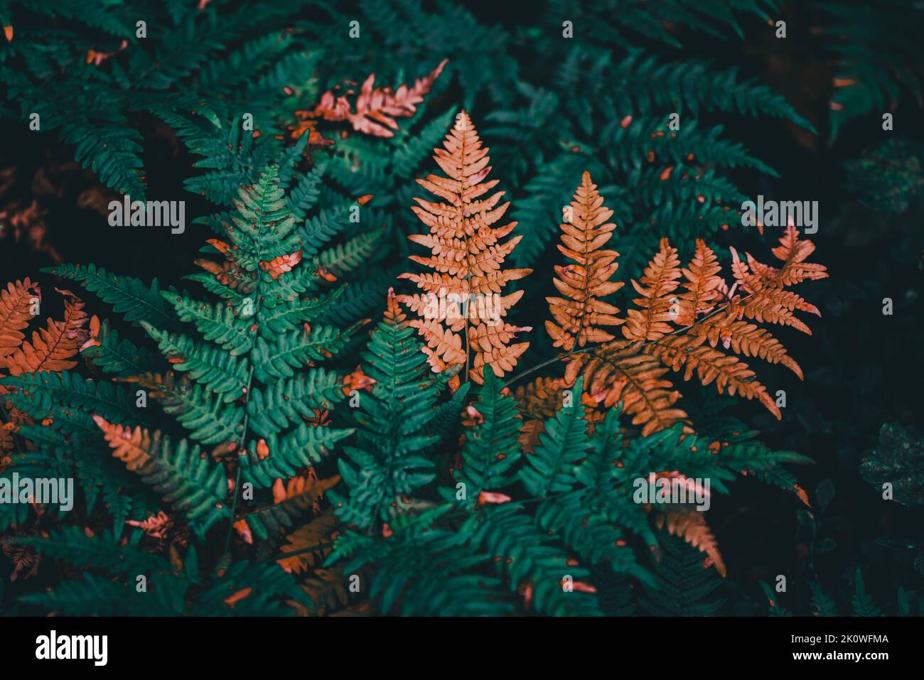 Una felce è un membro di un gruppo di piante vascolari (piante con xilema e floema) che si riproducono attraverso spore e non hanno né semi né fiori. Foto Stock