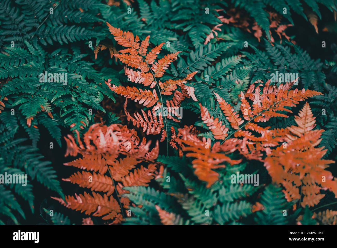 Una felce è un membro di un gruppo di piante vascolari (piante con xilema e floema) che si riproducono attraverso spore e non hanno né semi né fiori. Foto Stock