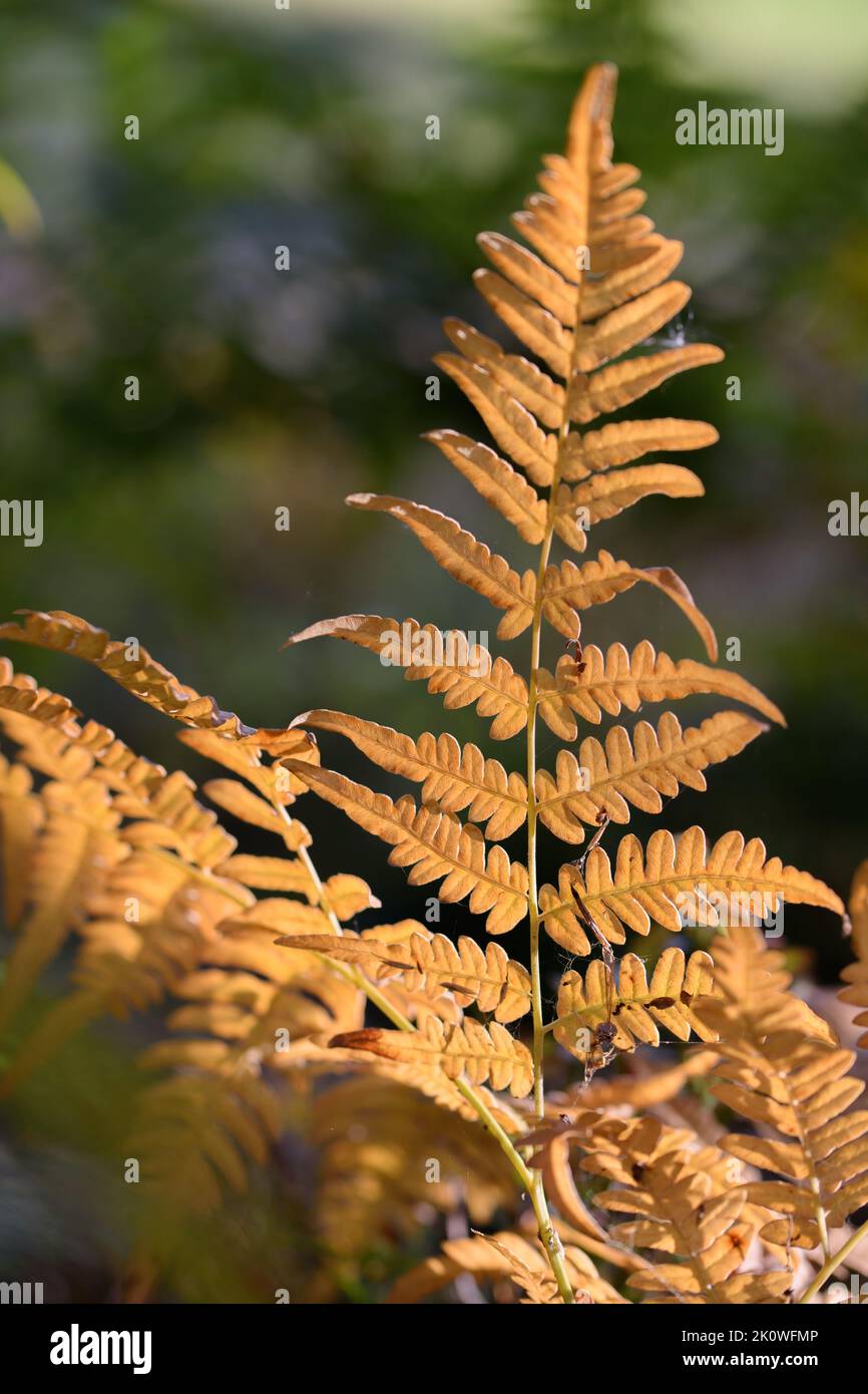 Una felce è un membro di un gruppo di piante vascolari (piante con xilema e floema) che si riproducono attraverso spore e non hanno né semi né fiori. Foto Stock