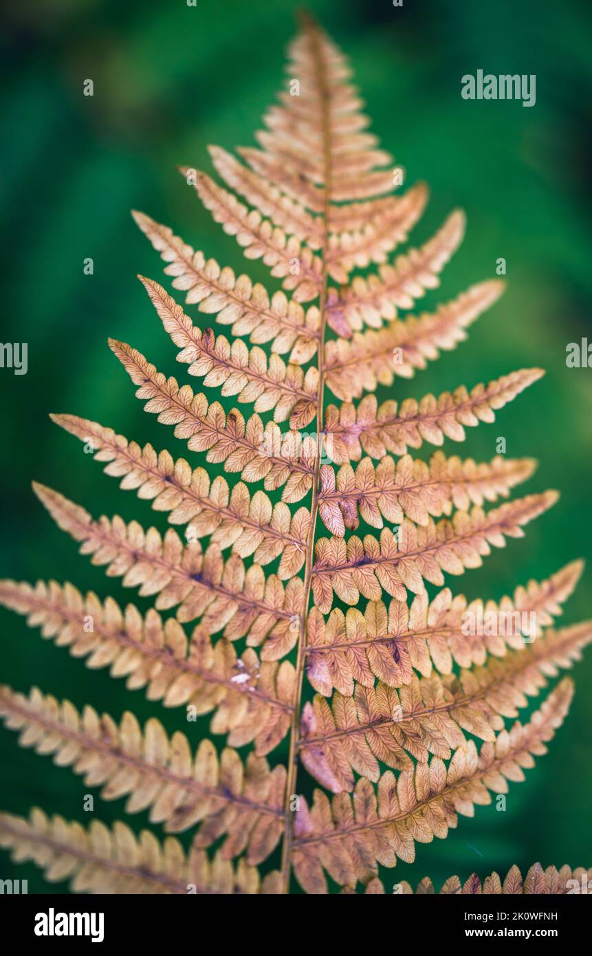 Una felce è un membro di un gruppo di piante vascolari (piante con xilema e floema) che si riproducono attraverso spore e non hanno né semi né fiori. Foto Stock