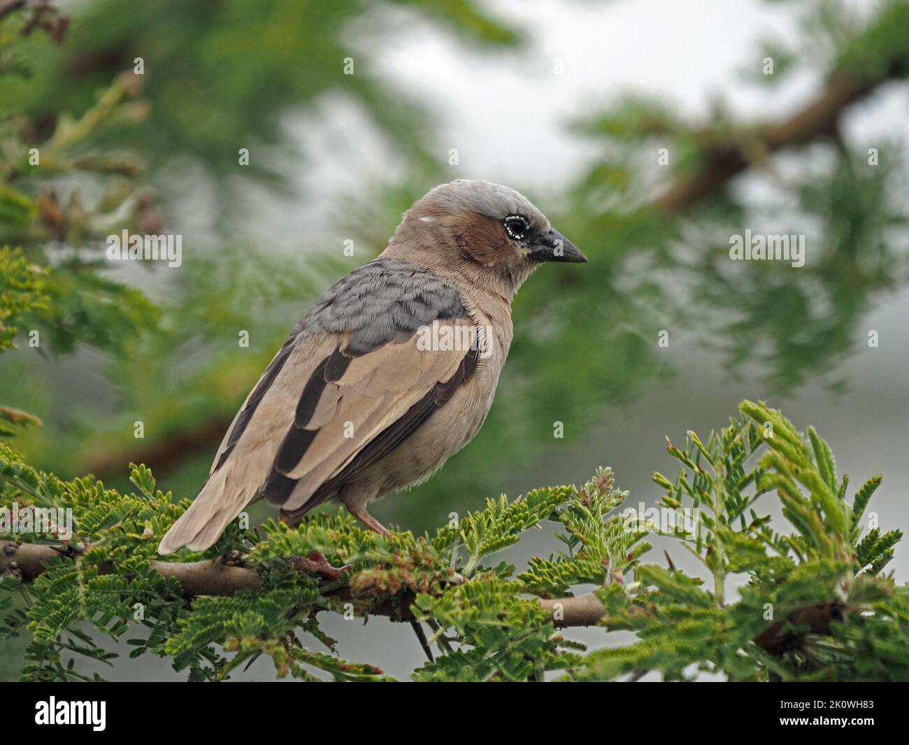 Profilo ritratto di Wild Grey-capped Social Weaver (Pseudonigrita arnaudi) arroccato su ramo di acacia in Maasai Mara Kenya, Africa Foto Stock