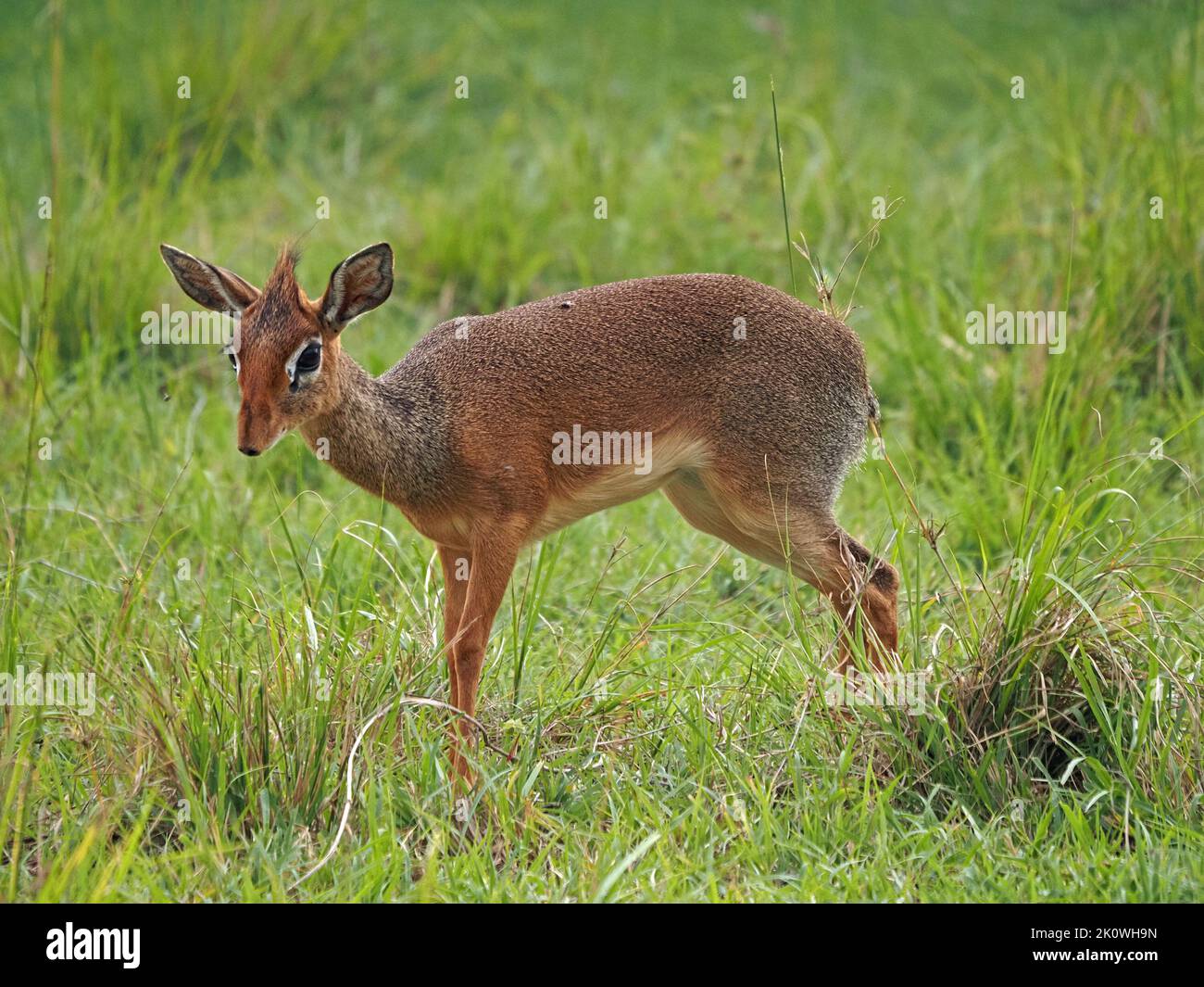 Dik-dik femminile di Kirk (Madoqua kirkii) con prominente ghiandola dal profumo pre-orbitale che si erge in una fresca prateria di Masai Mara conservanze, Kenya, Africa Foto Stock