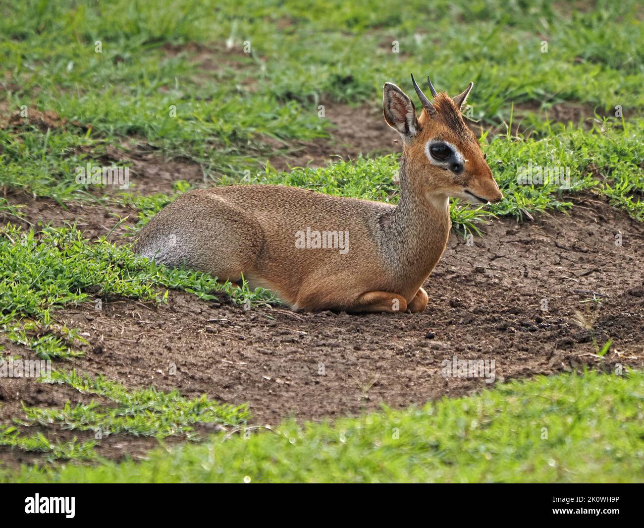 Dik-dik maschio di Kirk (Madoqua kirkii) con corna affilate corte e ghiandola di profumo pre-orbitale che riposa sull'erba fresca delle conservanze di Masai Mara, Kenia, Africa Foto Stock