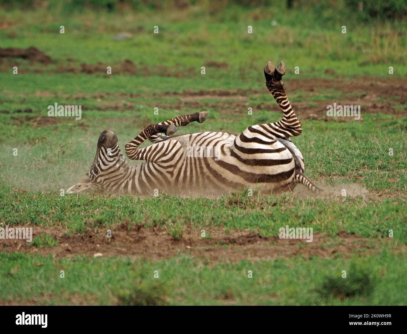 Pianure femminili Zebra o zebra di Grant (Equus quagga boehmi) che bagna la polvere vigorosamente in una padella di polvere sociale nell'ecosistema di Grande Mara - Kenya, Africa Foto Stock