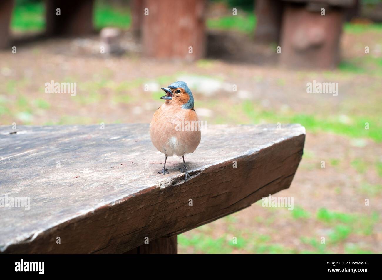 Uccello Finch. Uccello di finch colorato nella foresta. Famiglia Fringillidae. Messa a fuoco selettiva inclusa. Foto Stock