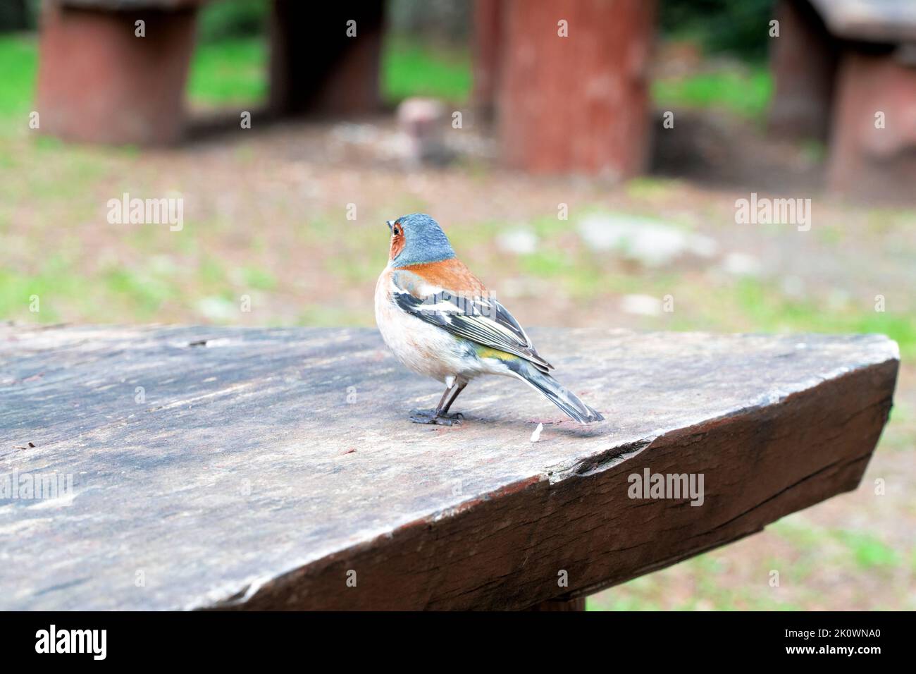 Uccello Finch. Uccello di finch colorato nella foresta. Famiglia Fringillidae. Messa a fuoco selettiva inclusa Foto Stock