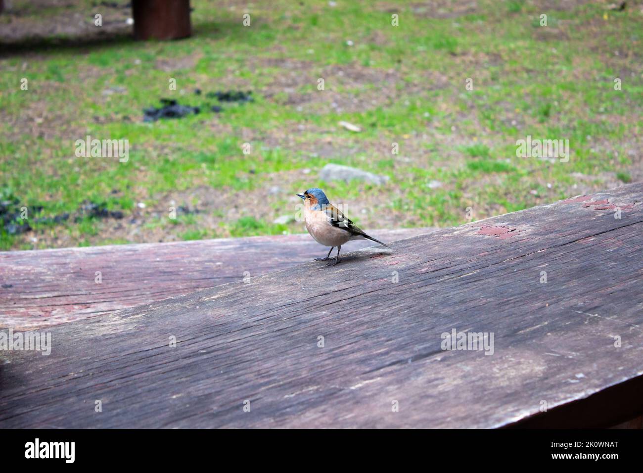 Uccello Finch. Uccello di finch colorato nella foresta. Famiglia Fringillidae. Messa a fuoco selettiva inclusa Foto Stock