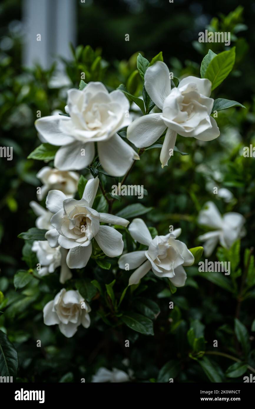 Gruppo di Gardenias Bloom su Bush in inizio estate nel quartiere meridionale Foto Stock