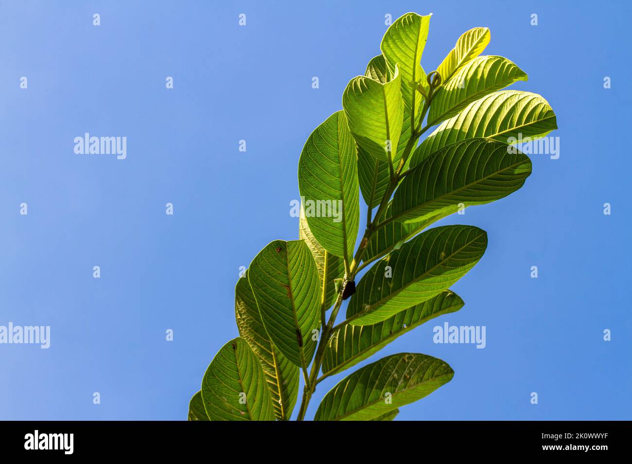 Primo piano di un ramo di una pianta da frutto tropicale chiamata guava, la superficie della foglia e la sua cornice sporgente, isolato su un cielo azzurro chiaro Foto Stock