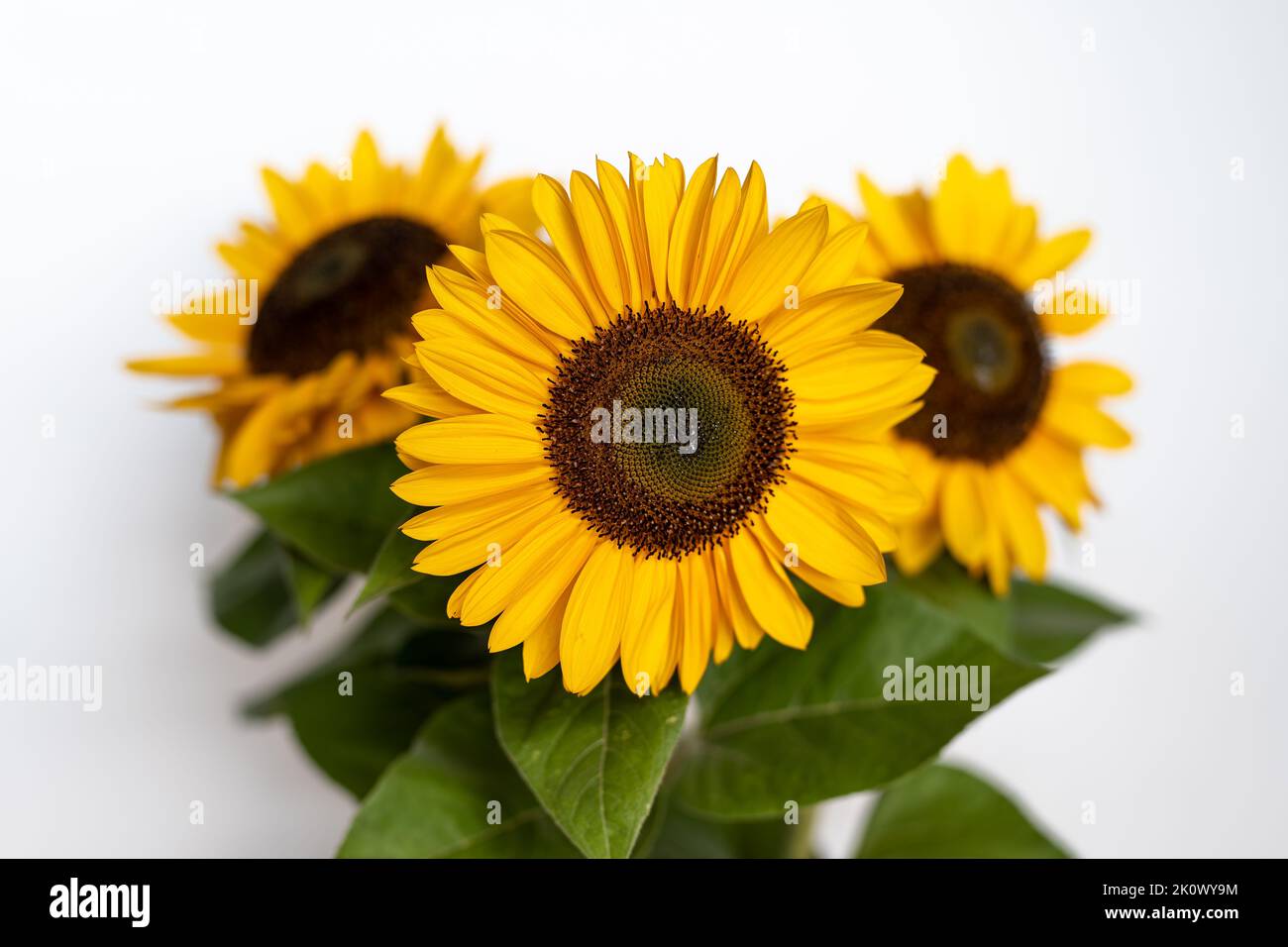 Splendidi fiori di girasole e foglie con una profondità di campo poco profonda, su sfondo bianco. Foto Stock