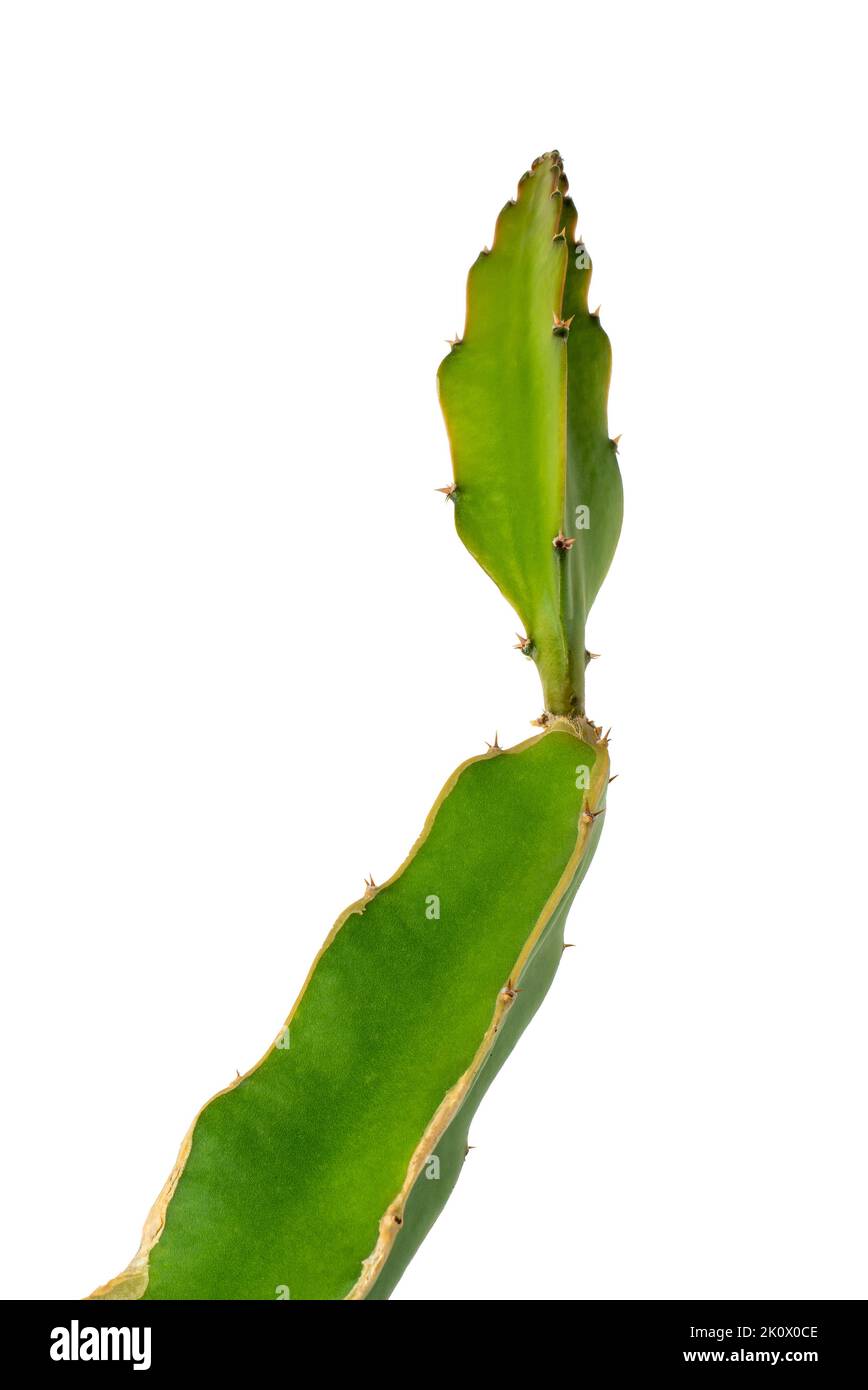 primo piano di pianta di cactus verde isolata su fondo bianco, con spine affilate Foto Stock