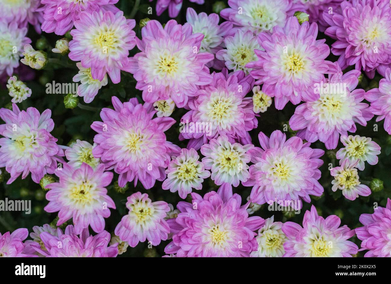 Crisantemo di colore viola. Crisanthemum morifolium. Crisantemo fiore nel giardino Foto Stock
