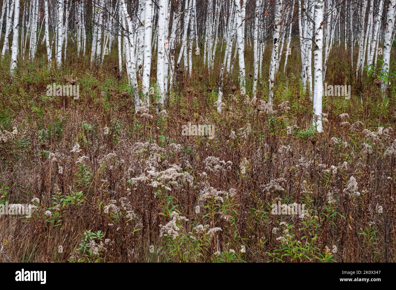 Goldenrod passato fiore, fronteggia un boschetto di Birches in Door County, Wisconsin Foto Stock