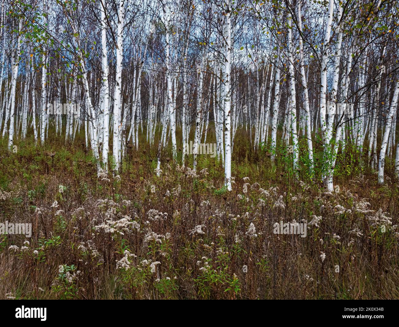 Goldenrod passato fiore, fronteggia un boschetto di Birches in Door County, Wisconsin Foto Stock