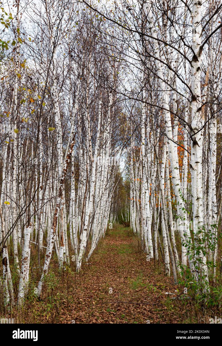 Un boschetto di Birch ha un sentiero attraverso di esso nella contea di Door, Wisconsin Foto Stock