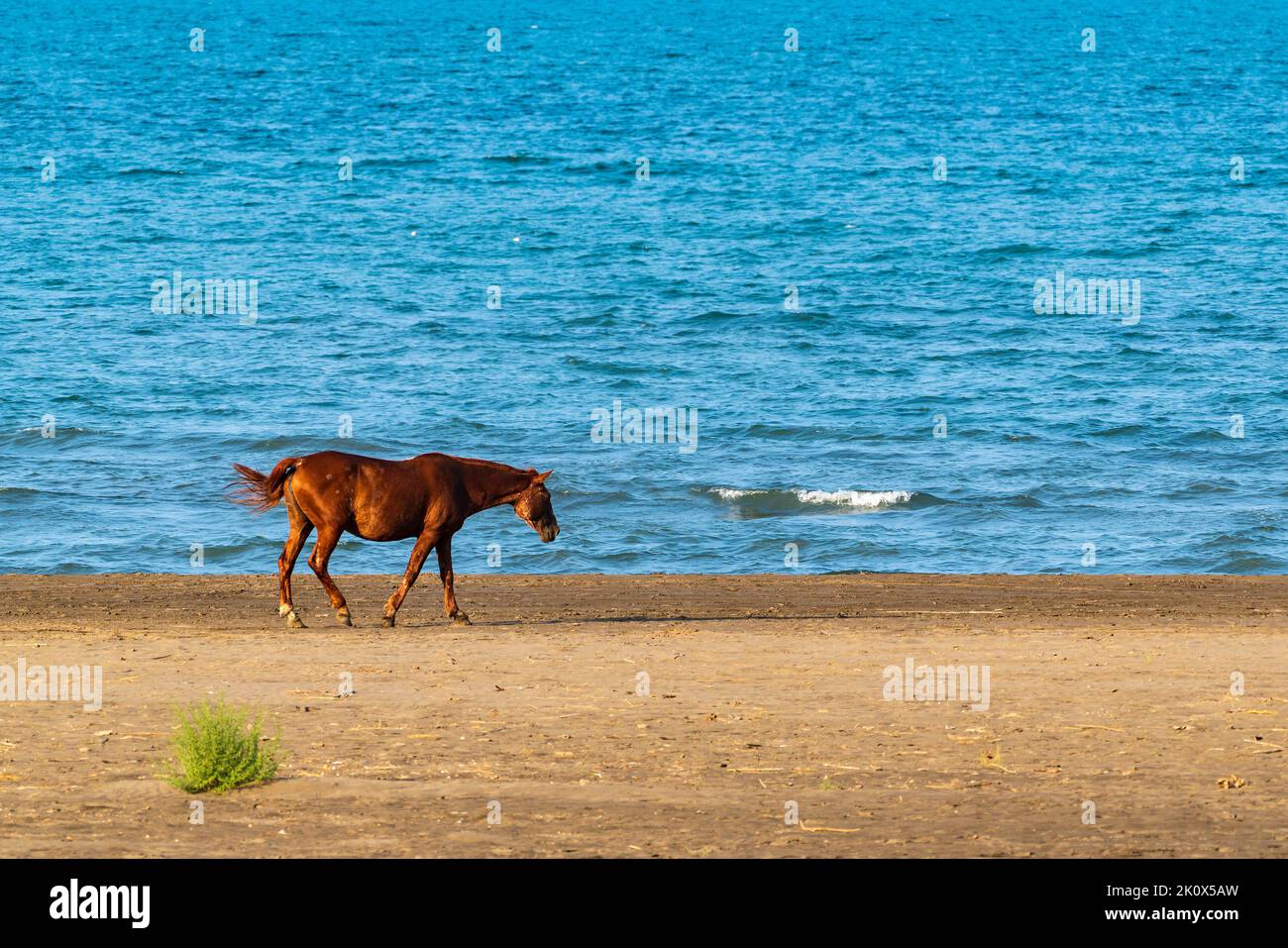 Bel cavallo marrone sulla riva del mare Foto Stock