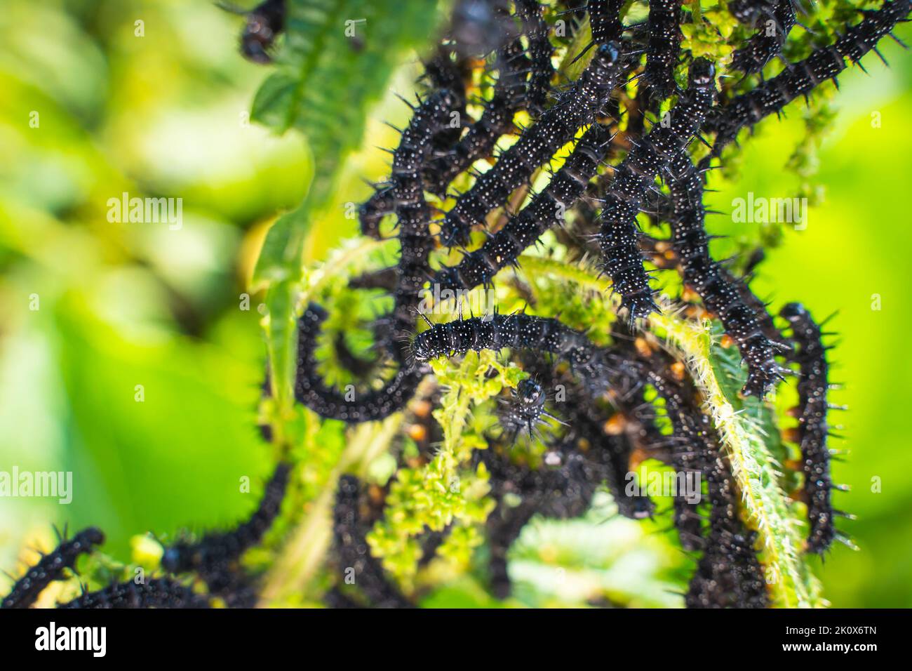 Molti cerchietti neri della farfalla di pavone sulle ortiche da vicino, sfondo sfocato. Un bruco nero con punte e punti bianchi mangia l Foto Stock