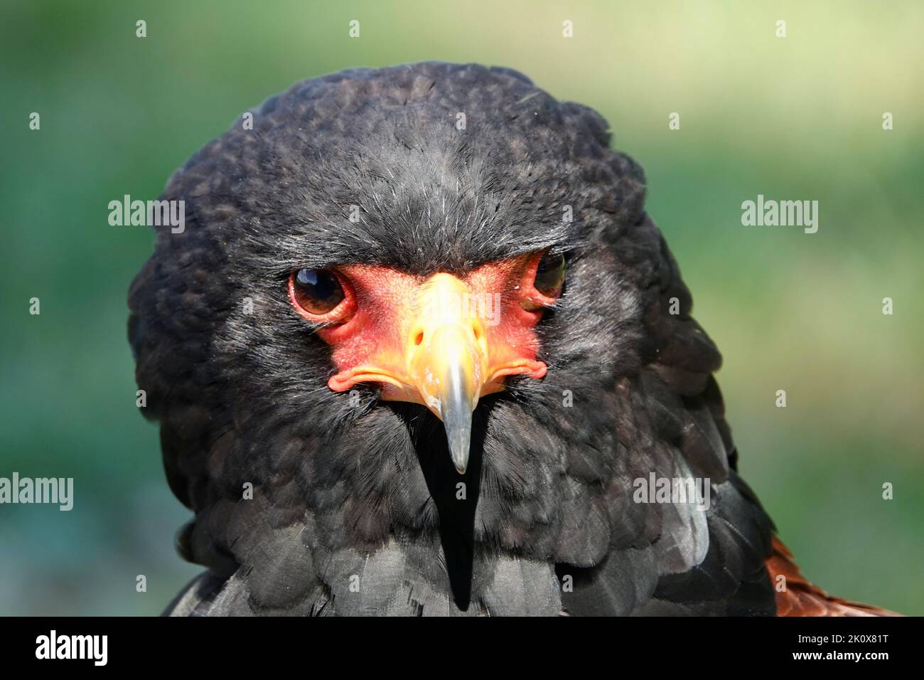Un primo piano della testa della bellissima aquila di Bateleur isolata sullo sfondo verde Foto Stock