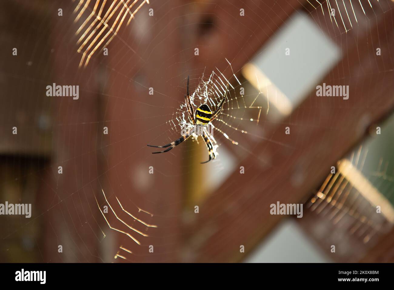 Ragno giapponese di tessitura delle orb (Argiope amoena) su grande rete di fronte a una recinzione di legno Foto Stock