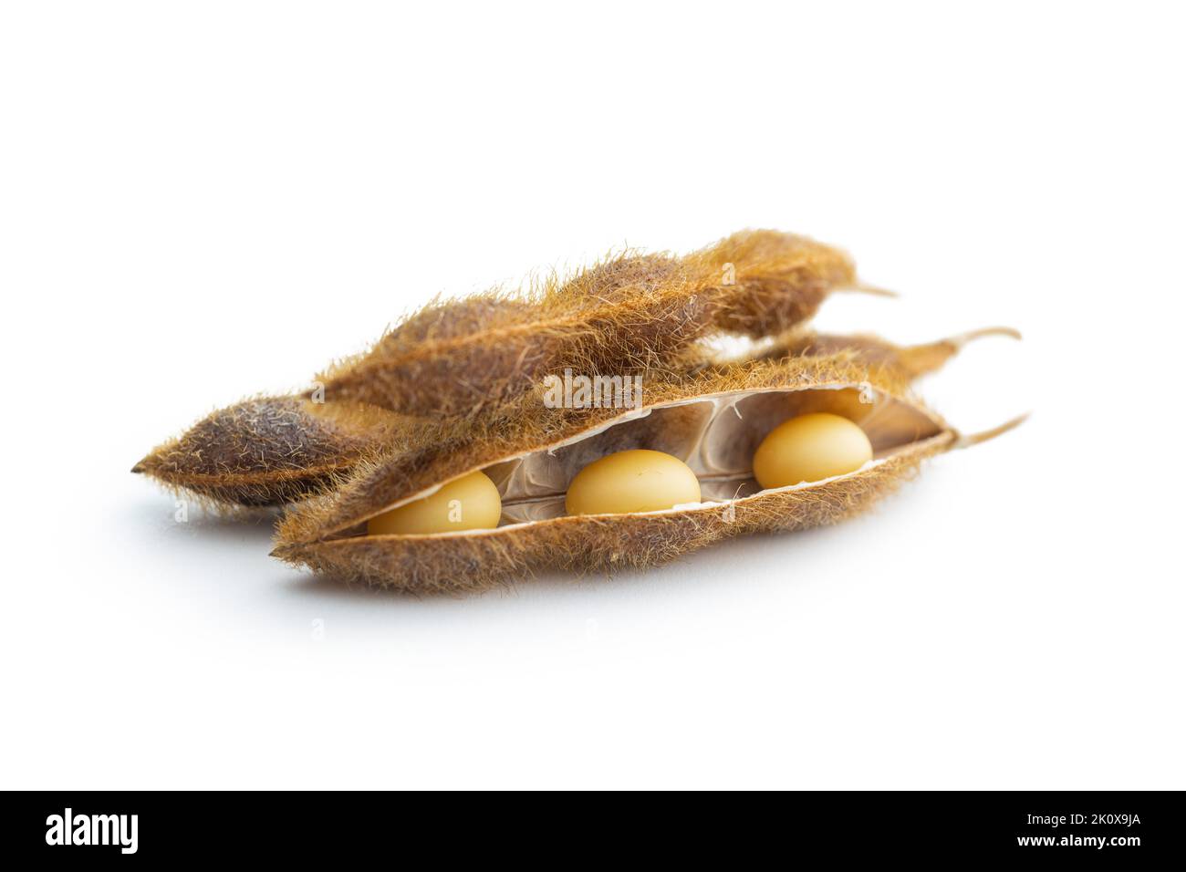 Semi di soia. Baccello di soia essiccato isolato su sfondo bianco. Foto Stock