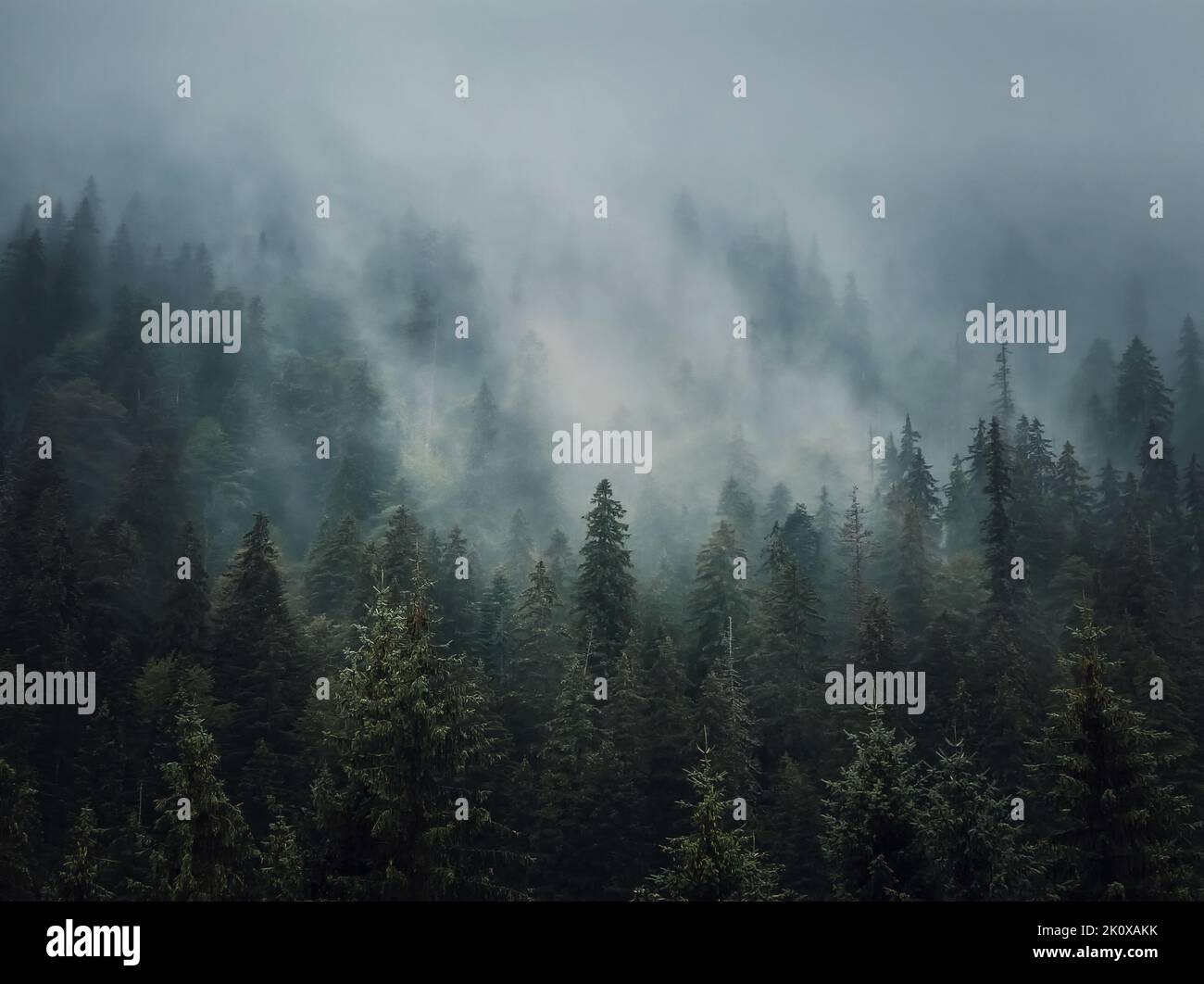 Sfondo di foresta di abeti soleggiato. Scena tranquilla e moody con nuvole fosche si muovono sopra gli alberi di conifere. Paesaggio naturale con pinete Foto Stock