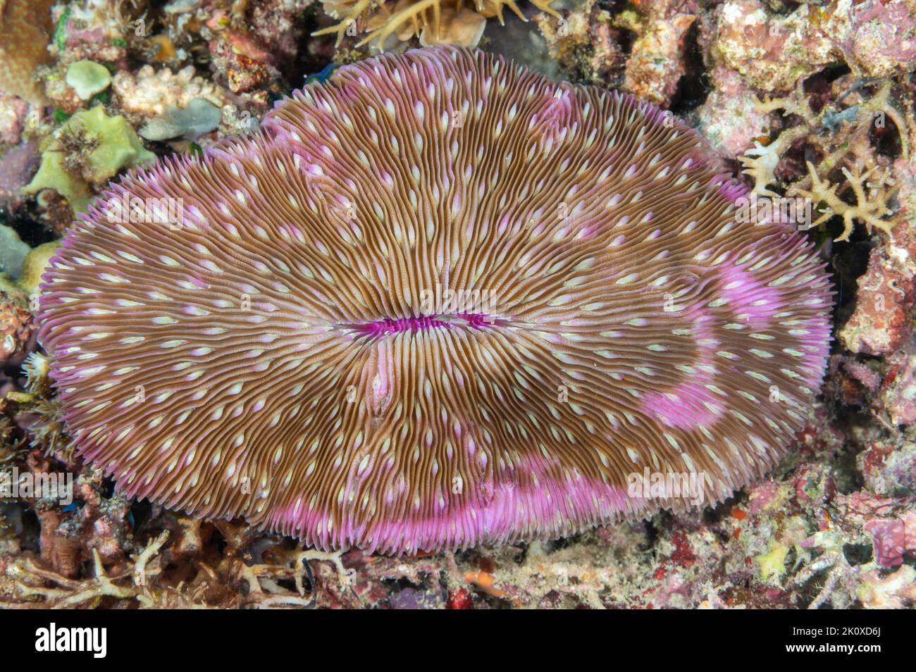 Lobed piatto corallo, Lobactis scutaria, Raja Ampat Indonesia. Foto Stock
