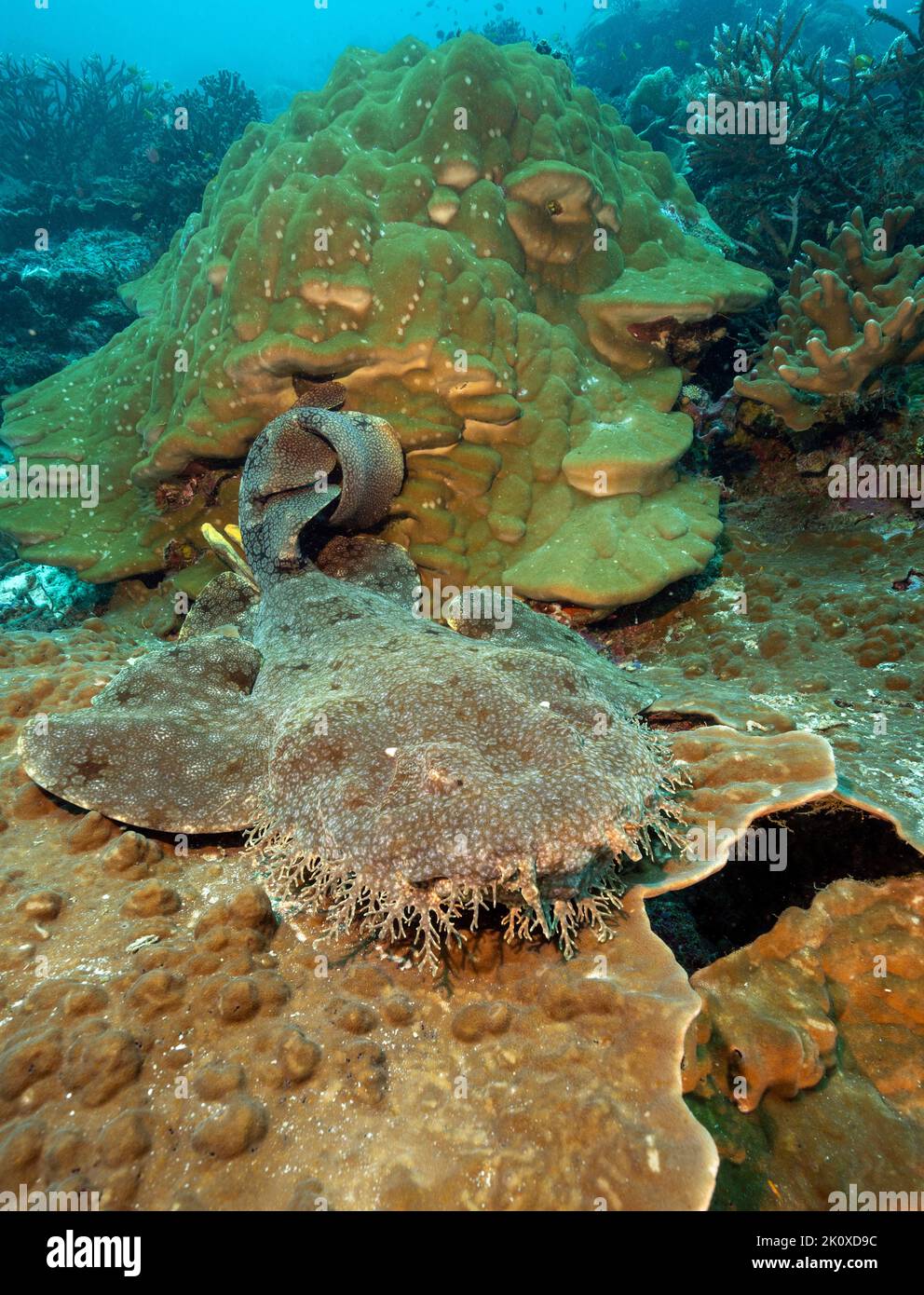 Accecato wobbegong, Eucarrossorhinus dasypogon, Raja Ampat Papua Occidentale Indonesia Foto Stock