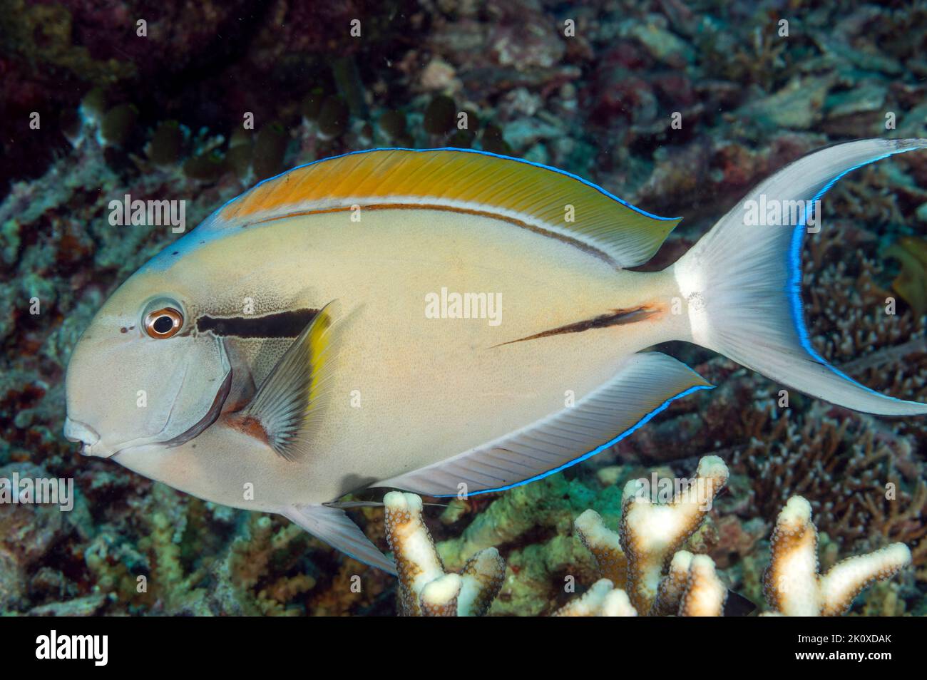 Pesce surgeonfish Blackstreak, Acanthurus nigricaudus, Raja Ampat Indonesia Foto Stock