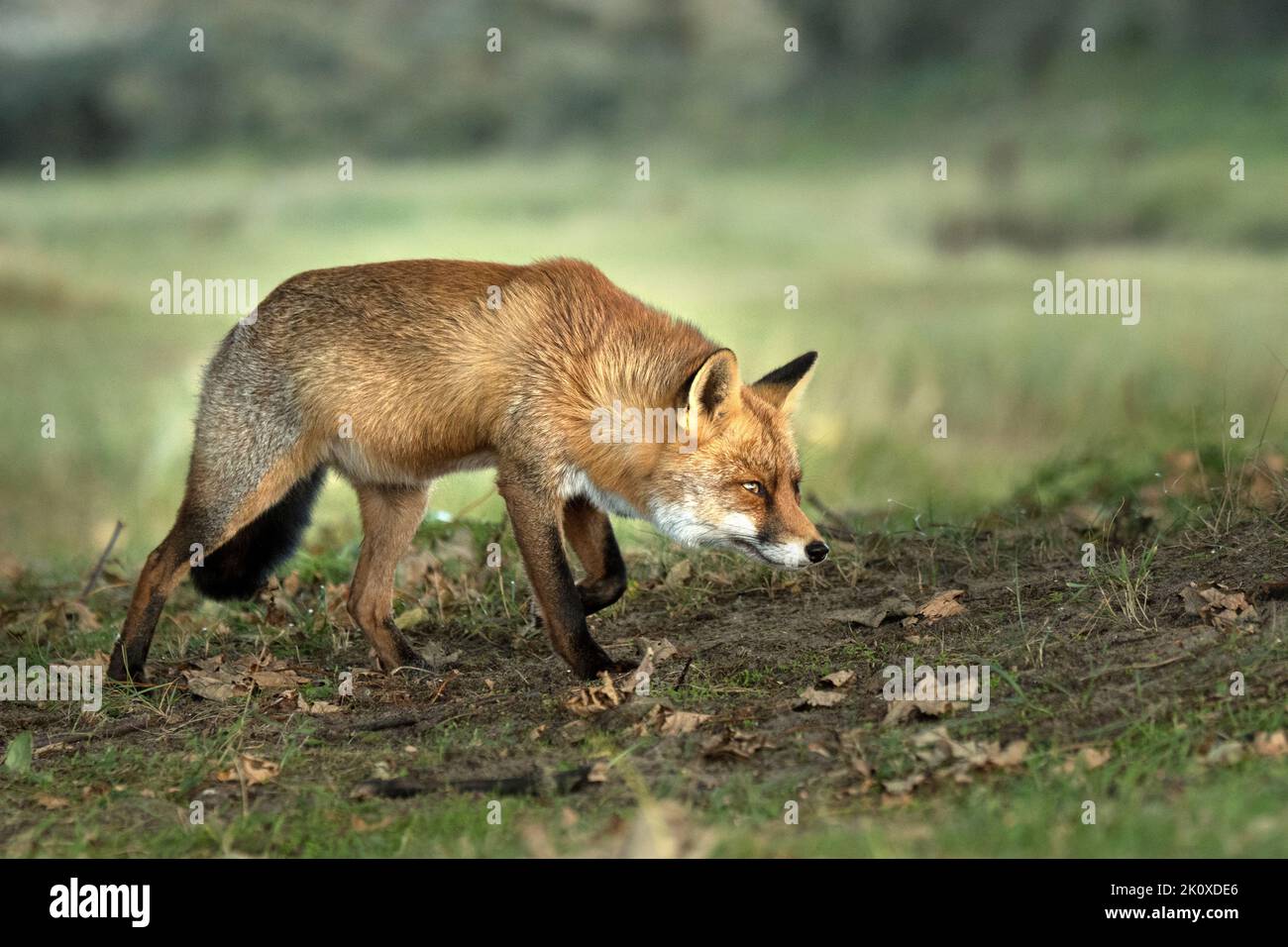 Junger Fuchs *** Caption locale *** volpe, volpi, cane, volpi in autunno, Volpe astuzia, predatore, Reinecke, Reinecke Voss, volpe rossa, timido fo Foto Stock