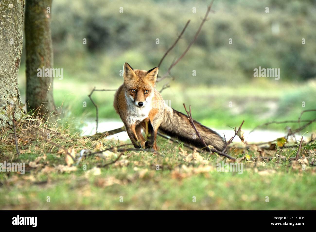 Junger Fuchs *** Caption locale *** volpe, volpi, cane, volpi in autunno, Volpe astuzia, predatore, Reinecke, Reinecke Voss, volpe rossa, timido fo Foto Stock