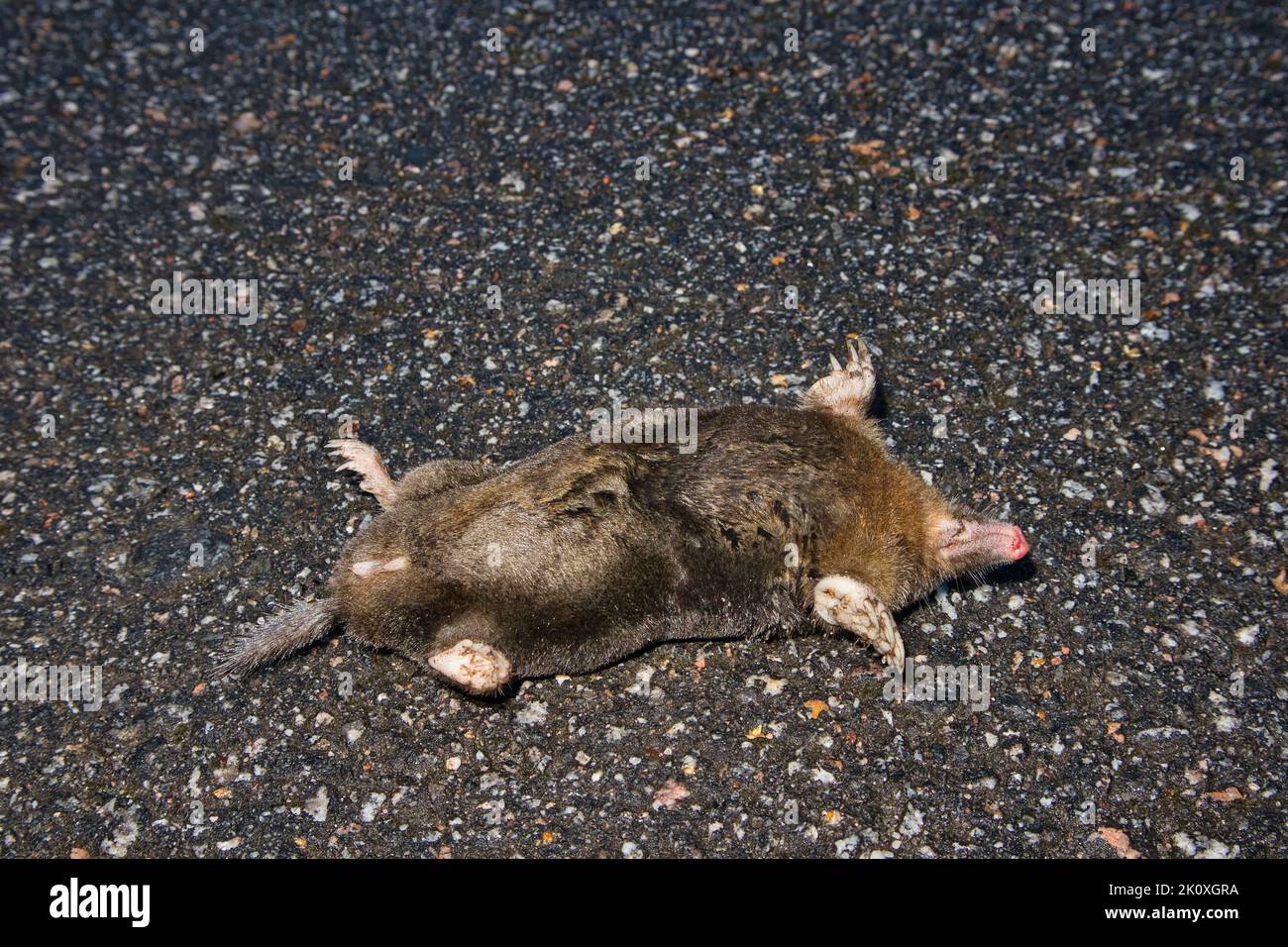 Talpa europea morta, Talpa europaea Foto Stock