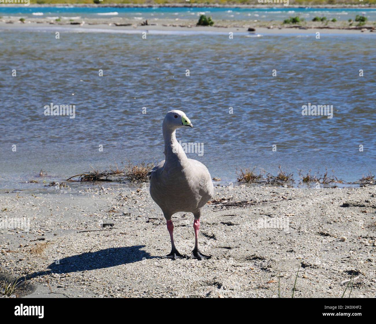 Cape Barren Goose Cape Barren Gans a Neuseeland Nuova Zelanda Foto Stock