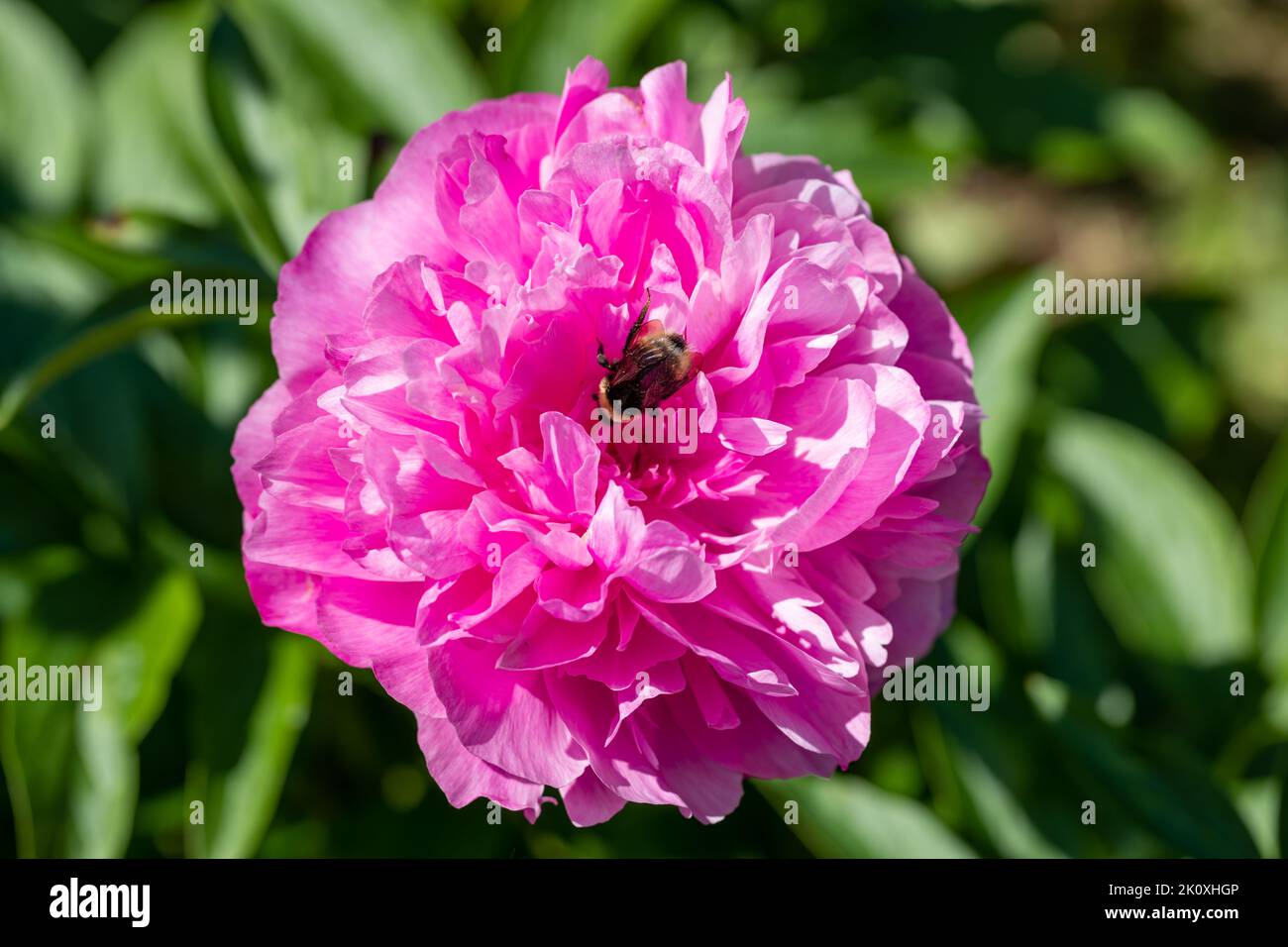 Paeonia Joker. Fiore di pony rosa doppio. Foto Stock