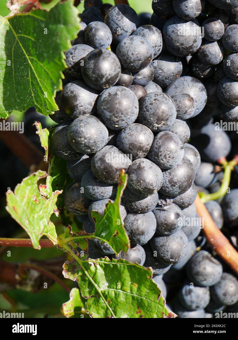 Uve rosse pronte per la vendemmia Cabernet Sauvignon Nuova Zelanda Marlborough regione Blenheim Foto Stock