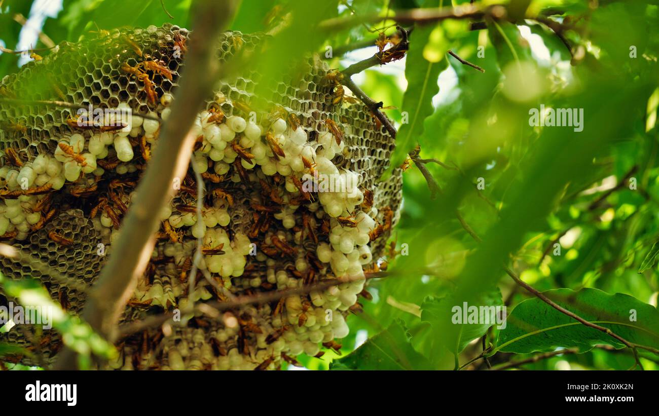La vespa gialla e il calabrone sono alcuni degli insetti più letali in Asia. La vespa comune, vespa di carta rossa, vespa di vasaio giallo, vespa di ragno nero sono caricate w Foto Stock