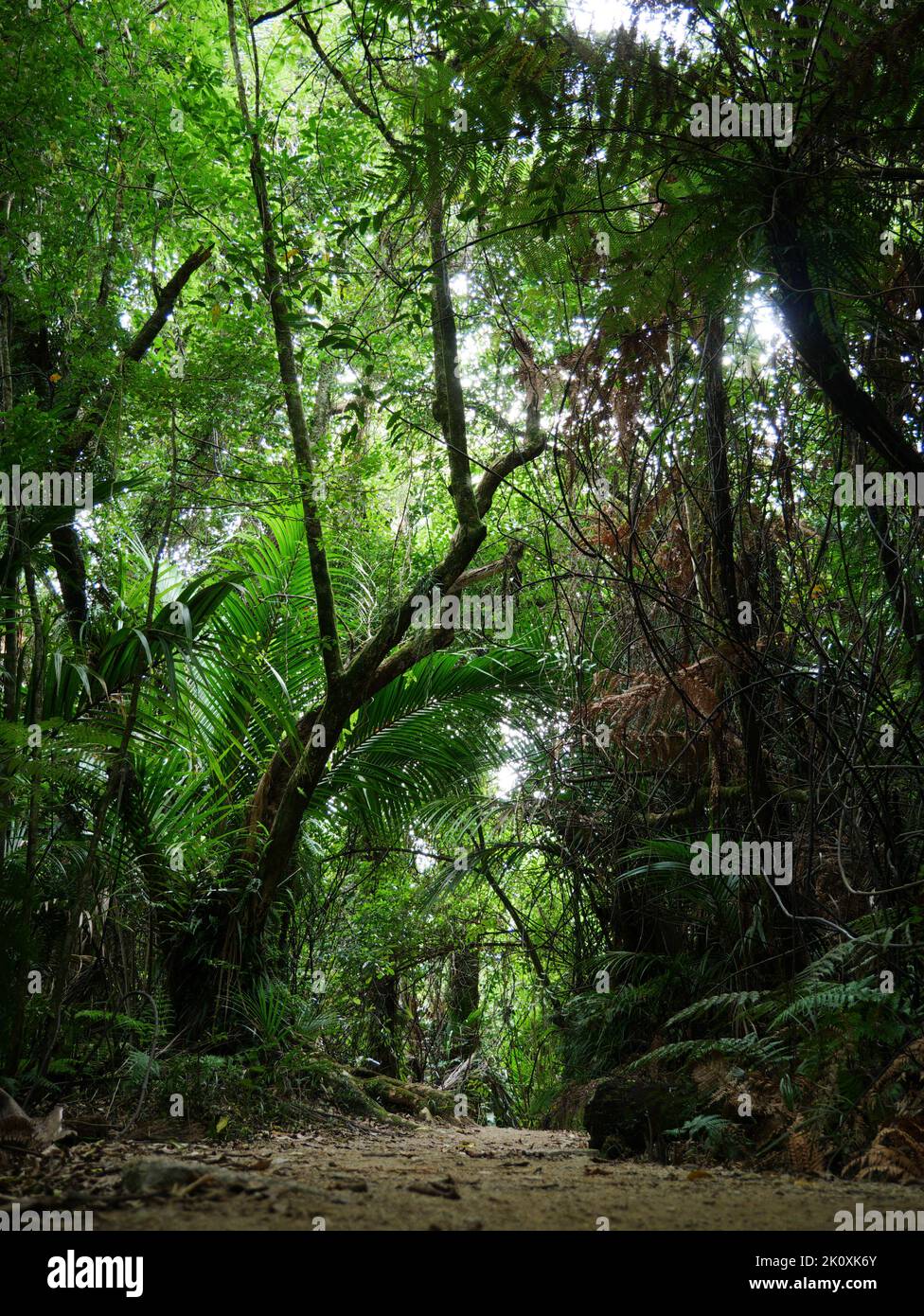 Wanderweg inmitten vom neuseeländischen Regenwald zwischen Baumfarnen - alberi di felce lungo la strada nella foresta pluviale della nuova Zelanda Foto Stock