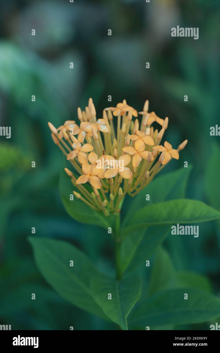 Primo piano giallo ixora, fiore ixora che cresce in giardino Foto Stock