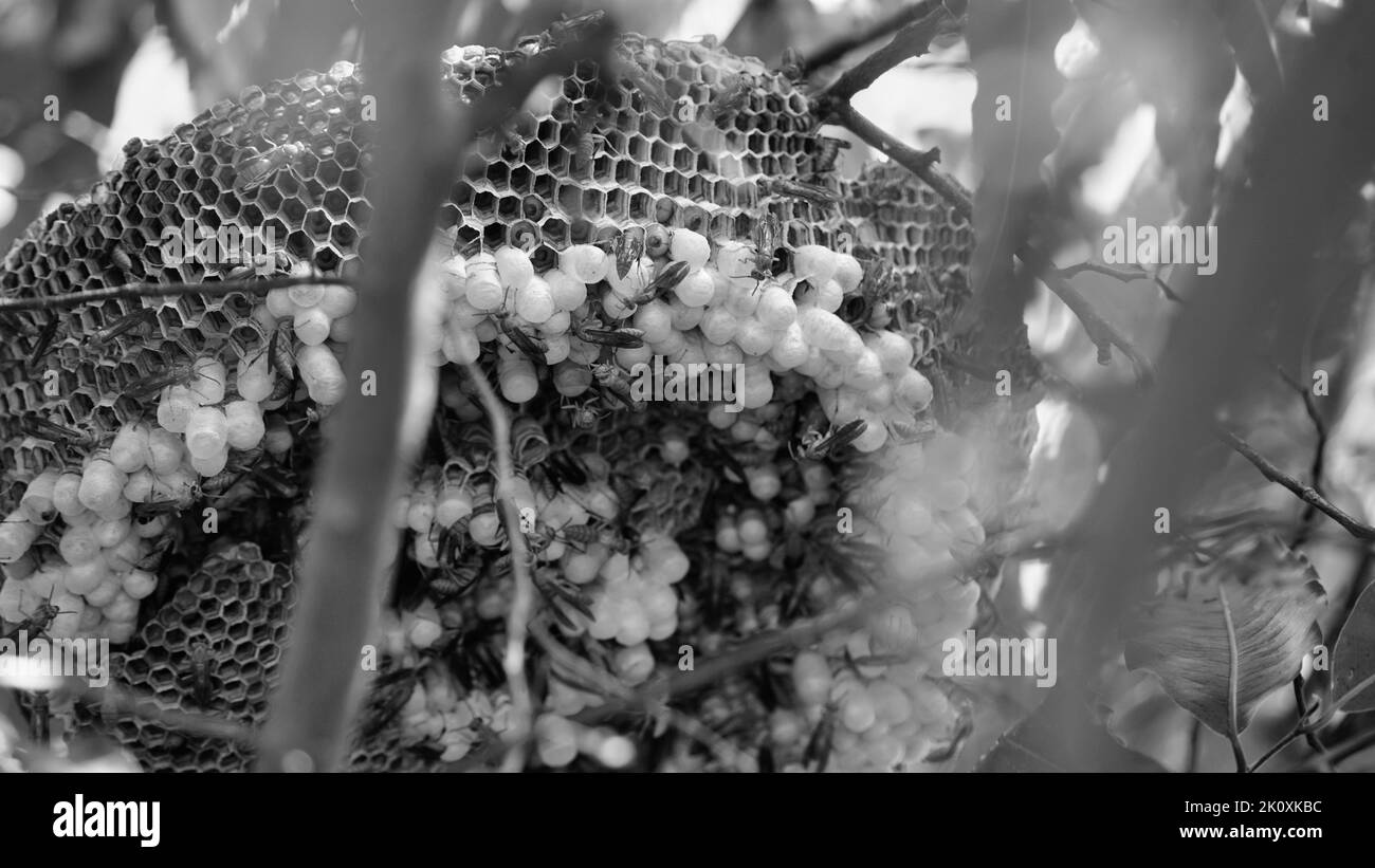 Primo piano shot di vespe gialle o insetti mortali Ropalidia marginata con grande nido d'ape e uova bianche su un grande ramo di albero. Foto Stock
