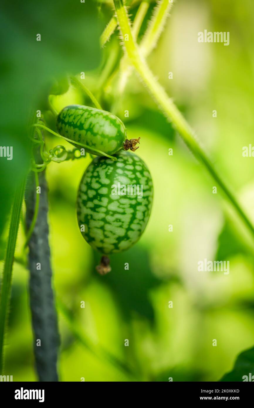 Cucamelon (Melothria scabra) - melone messicano commestibile in miniatura o cetriolo in giardino Foto Stock