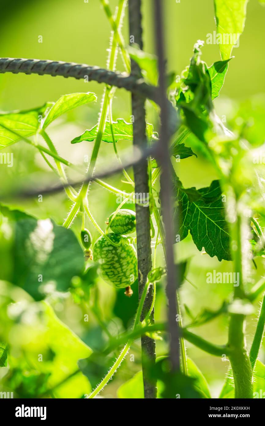 Cucamelon (Melothria scabra) - melone messicano commestibile in miniatura o cetriolo in giardino Foto Stock