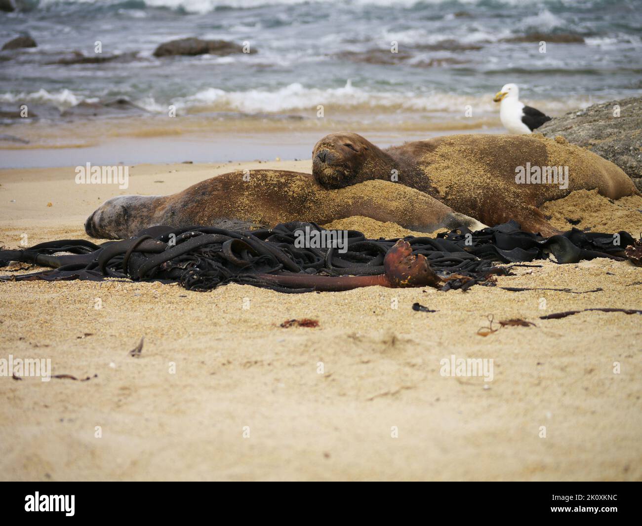 leoni marini che dormono sulla spiaggia Foto Stock