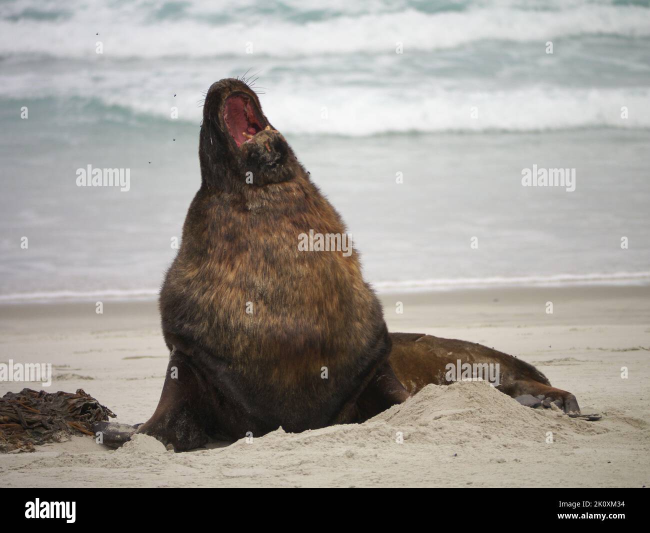 leone marino a bocca aperta Foto Stock